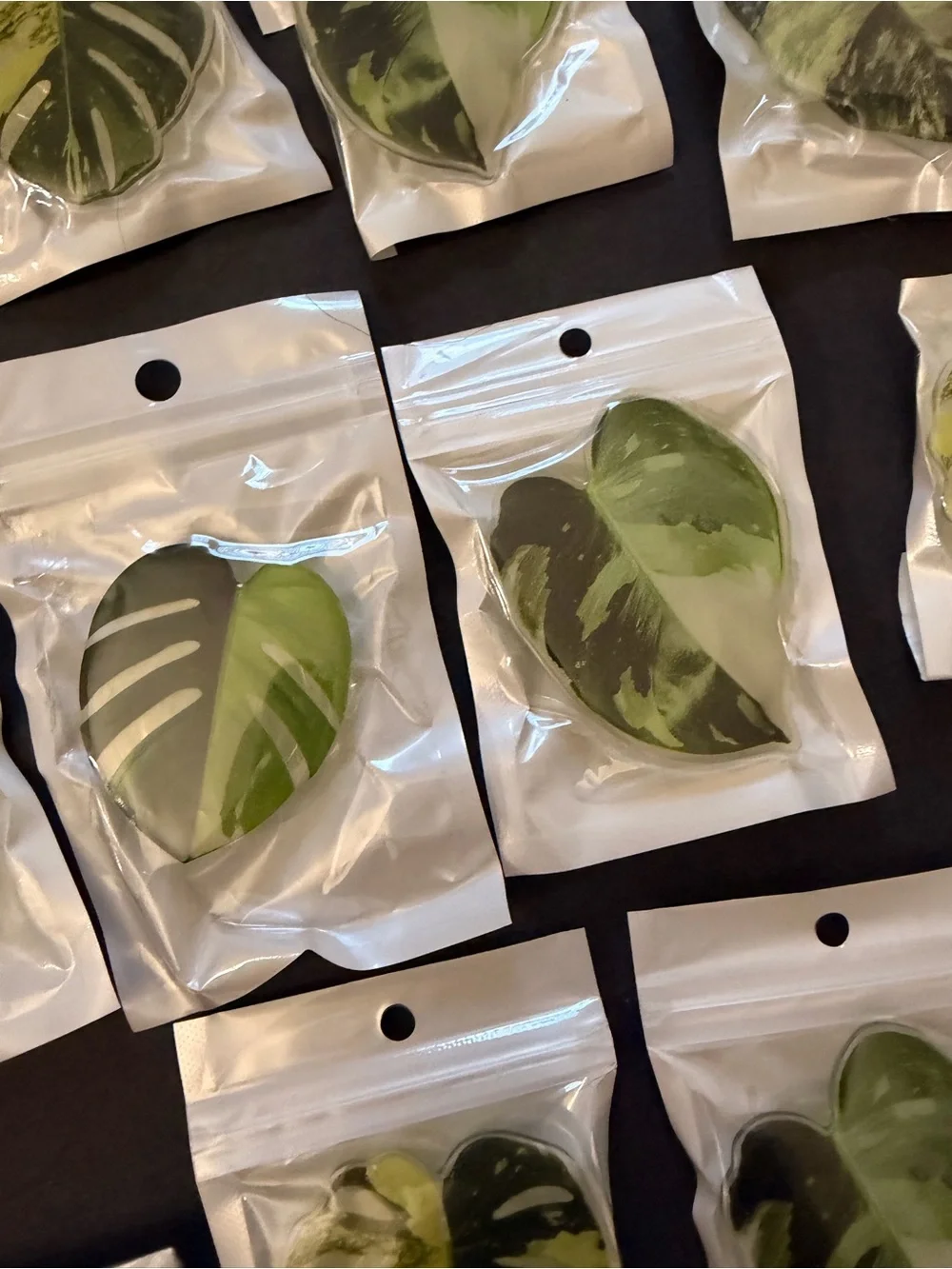 30 Phone Grips Plant Leafs